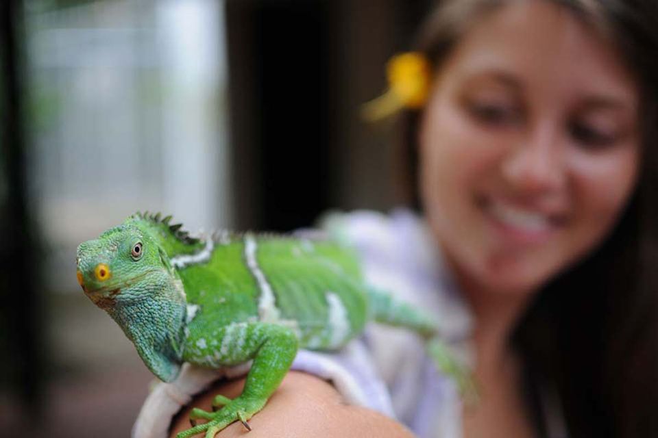A green iguana focused in the foreground being held by a woman who is blurred in the background.